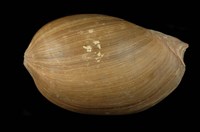 藏品(椰子渦螺)的圖片